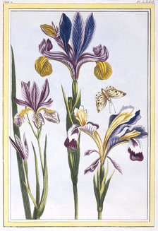 Variegated Iris,  pub. 1776. Creator: Pierre Joseph Buchoz (1731-1807).