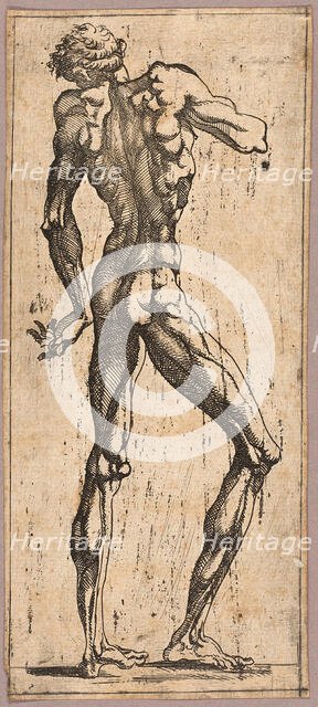 Man Turning His Head to the Left, c. 1543. Creator: Juste de Juste.