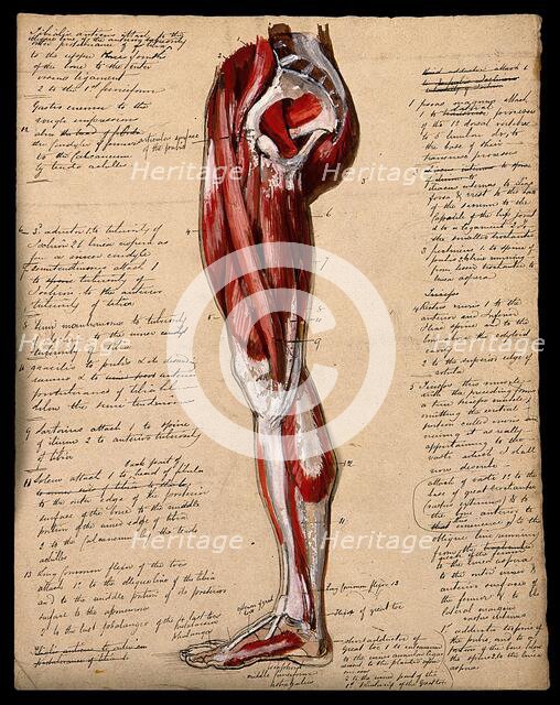 Muscles of the leg and foot: side view, 1800-1899. Creator: Unknown.