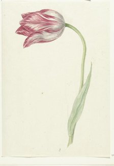Pink Tulip, 1775-1833. Creator: Jean Bernard.