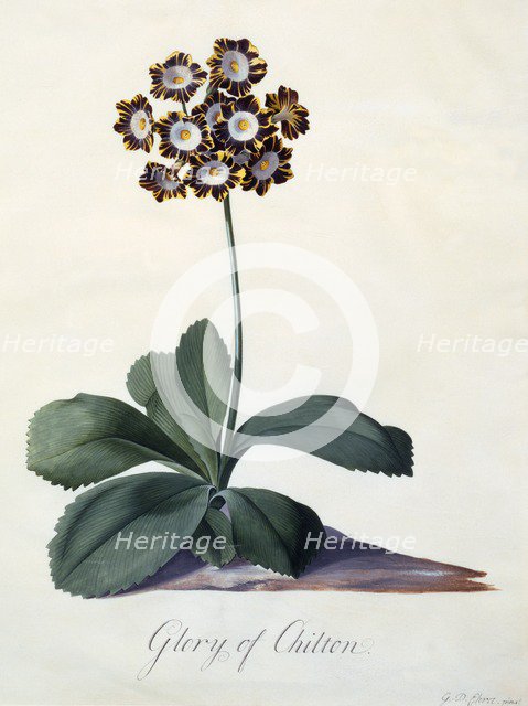 Glory of Chilton c. 1745 (hand coloured engraving). Creator: "Georg Dionysius Ehret (1710 - 70); Ehret, Georg Dionysius (1710-1770)".