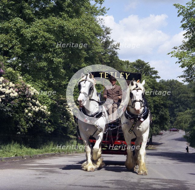 Tetley shire horses, Roundhay Park, Leeds, West Yorkshire, 1968.  Artist: Michael Walters