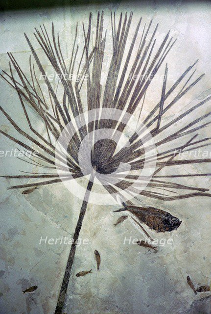 Fossil palm and fishes. Artist: Unknown
