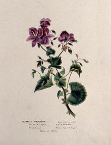A geranium (Geranium purpureum): flowering stem, c1850. Creator: Unknown.