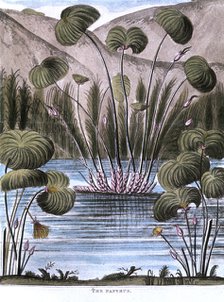 Papyrus reed (Cyperus papyrus), 1823. Artist: Unknown