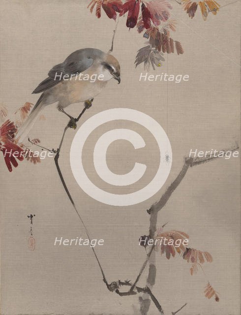 Bird on Branch Watching Spider, ca. 1887. Creator: Watanabe Seitei.