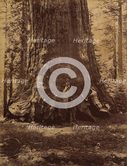 Section of the Grizzly Giant with Galen Clark, Mariposa Grove, Yosemite, 1865-66. Creator: Carleton Emmons Watkins.