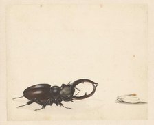 Studies of stag beetle and newly hatched moth, 1824-1900. Creator: Albertus Steenbergen.