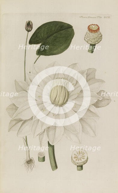 Flora Danica, 1761. Creator: Oeder, Georg Christian Edler (1728-1791).
