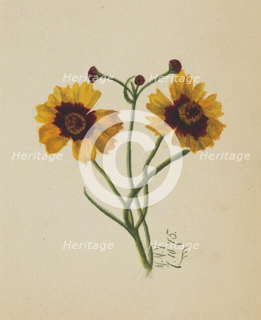 (Untitled), 1875. Creator: Mary Vaux Walcott.