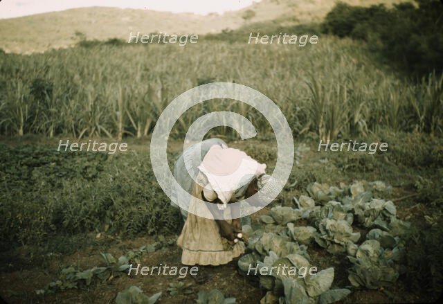 FSA borrower? in her garden, Puerto Rico, 1942 or 1941 . Creator: Jack Delano.
