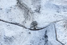 Sycamore Gap Tree on Hadrian's Wall in the snow, Northumberland, 2018. Creator: Emma Trevarthen.