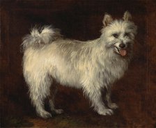Spitz Dog;A Dog, ca. 1765. Creator: Thomas Gainsborough.
