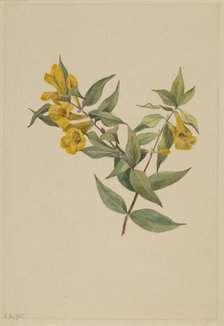 Yellow Jessamine (Gelsemium sempervirens), 1905. Creator: Mary Vaux Walcott.