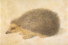A Hedgehog (Erinaceus roumanicus), before 1584. Creator: Hans Hoffmann.