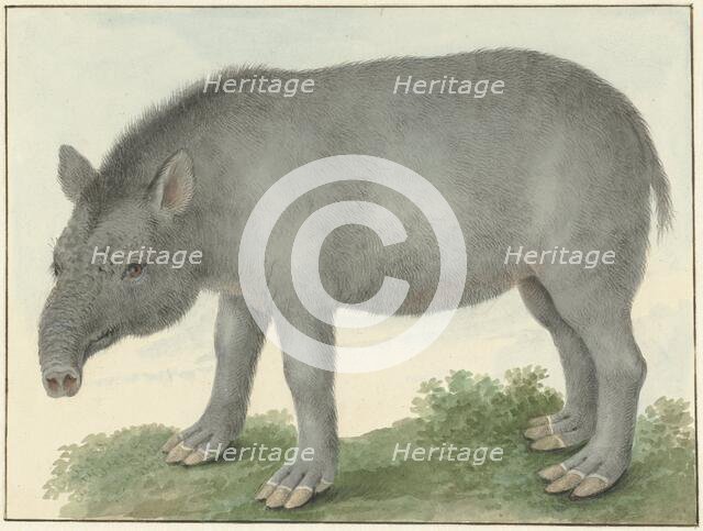 Tapir, 1825. Creator: Izaak van Haastert.