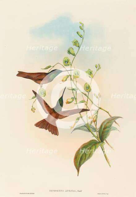 Diphogena aurora (Gould's Rainbow). Creators: John Gould, Henry Constantine Richter.
