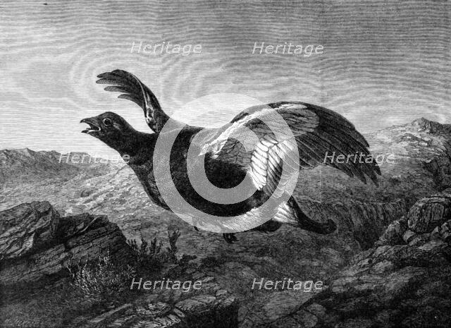 "Startled," by Harrison Weir, in the Exhibition of the Institute of Painters in Water Colours, 1864. Creator: Mason Jackson.