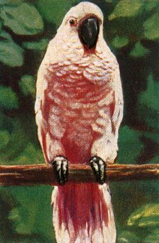 Salmon-crested cockatoo, c1928. Creator: Unknown.