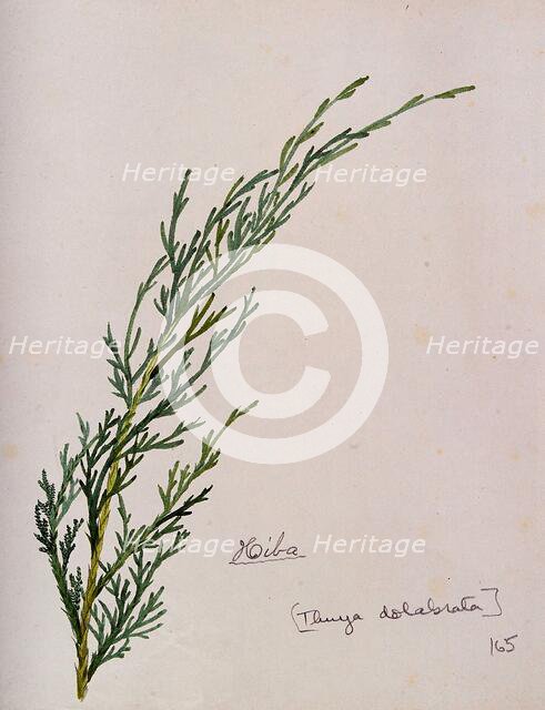 Arbor-vitae (Thuja dolabrata): branch with leaves, c1900. Creator: S Kawano.