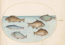 Animalia Aqvatilia et Cochiliata (Aqva): Plate XXXVII, c. 1575/1580. Creator: Joris Hoefnagel.