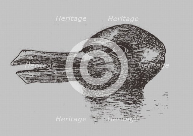 Duck-Rabbit illusion. From: Jastrow, J. The mind's eye. Popular Science Monthly, 1899. Artist: Jastrow, Joseph (1863-1944)