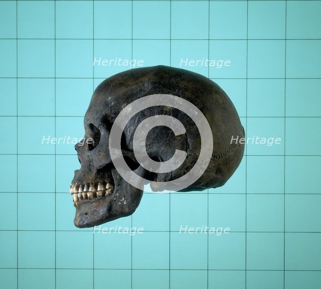 Skull, Norman period. Artist: Unknown