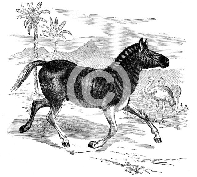 Engraving of a Quagga, 1884. Artist: Unknown