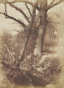 Trees, 1854-57. Creator: Thomas Keith.