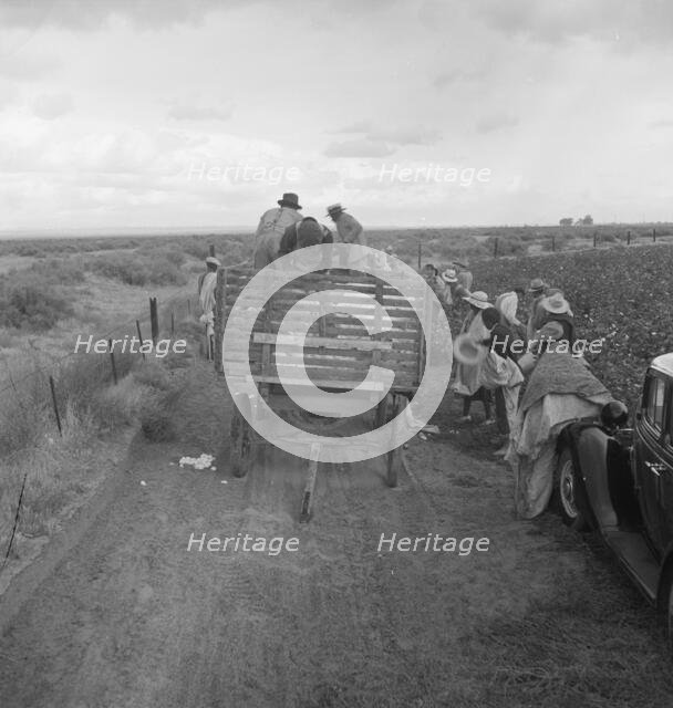 Cotton pickers emptying sacks, Kern County, California, 1938. Creator: Dorothea Lange.