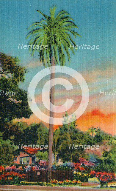 'Serra Palm. The First Palm Tree in California', c1941. Artist: Unknown.