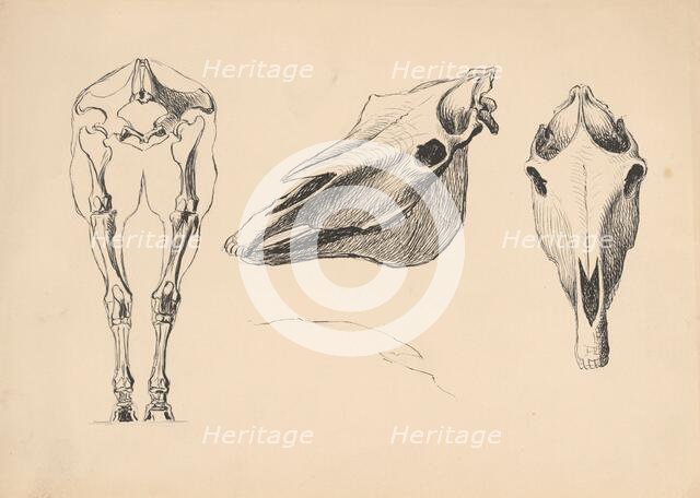 Studies of skeletons and skulls, 1880-1904. Creator: Janos Fadrusz.
