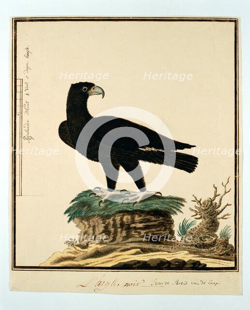 Aquila verreauxii (Verreaux's eagle), 1777-1786. Creator: Robert Jacob Gordon.