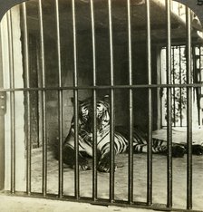 Captured man-eating tiger blamed for 200 deaths, Calcutta, India, c1903.Artist: Underwood & Underwood