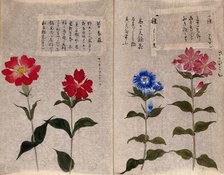 Four plants, possibly pinks (Dianthus species): flowering stems. Creator: Unknown.