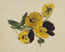 Untitled (Pansies), 1876. Creator: Mary Vaux Walcott.