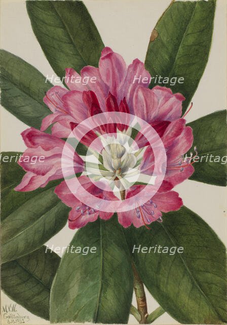 Mountain Rose-Bay (Rhododendron catawbiense), 1932. Creator: Mary Vaux Walcott.