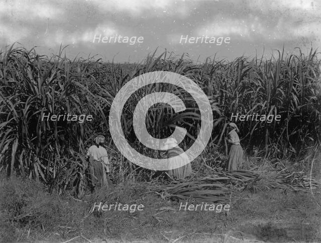 Cutting sugar cane, Baton Rouge, La., between 1900 and 1920. Creator: Unknown.