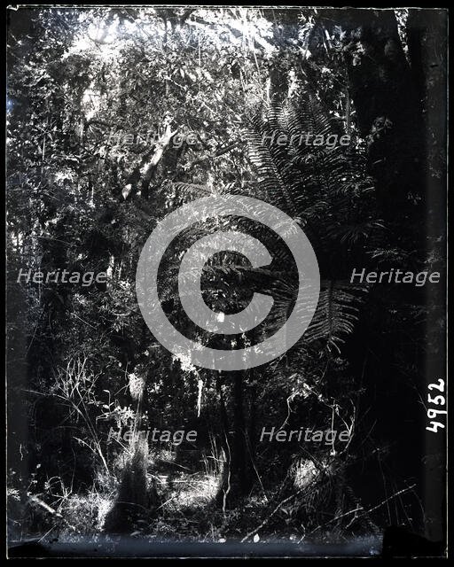 United States Fish Commission Steamer "Albatross" Circumnavigation of South America, 1888. Creator: United States National Museum Photographic Laboratory.