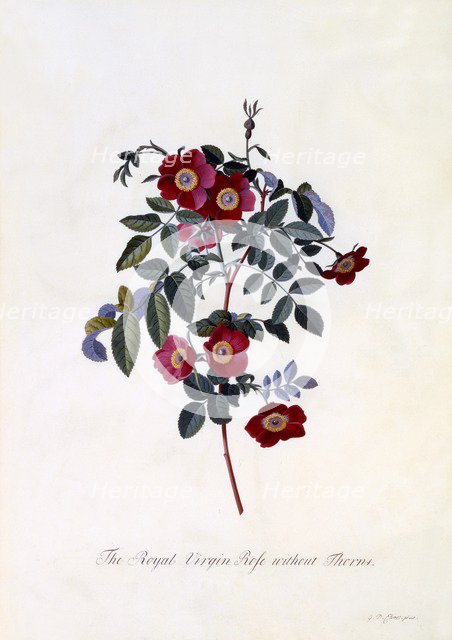 The Royal Virgin Rose without Thorns,c. 1745 (hand coloured engraving). Creator: "Georg Dionysius Ehret (1710 - 70); Ehret, Georg Dionysius (1710-1770)".
