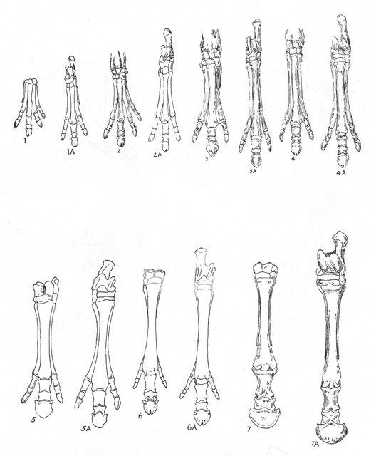 Evolution of the horse, c1920. Artist: Unknown