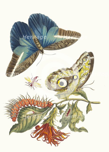 Pachystachys coccinea. From the Book Metamorphosis insectorum Surinamensium, 1705. Creator: Merian, Maria Sibylla (1647-1717).