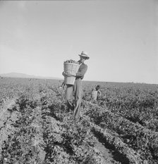 Pea pickers coming into weigh master, Sinclair Ranch, near Calipatria, California, 1939. Creator: Dorothea Lange.