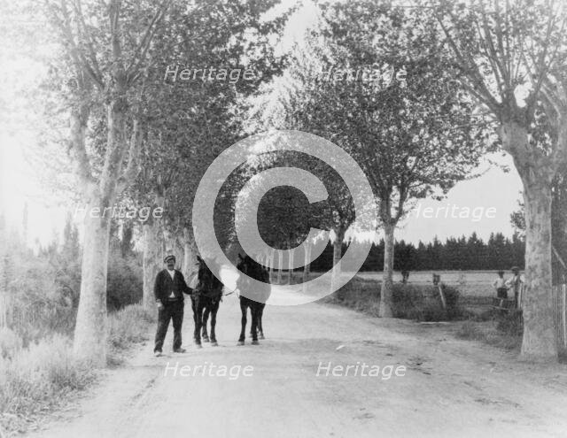 An avenue of plane trees, 1925. Creator: Frances Benjamin Johnston.