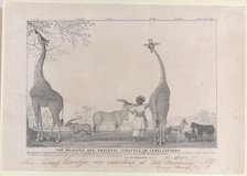 The Majestic and Graceful Giraffes, or Cameleopards, with some Rare Animals of the Gazelle..., 1838. Creator: Edward Williams Clay.