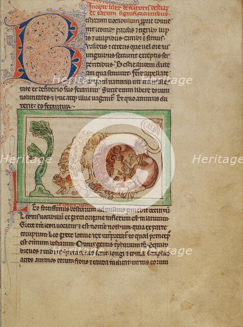 Lions; Northumberland Bestiary, about 1250-1260. Creator: Unknown.