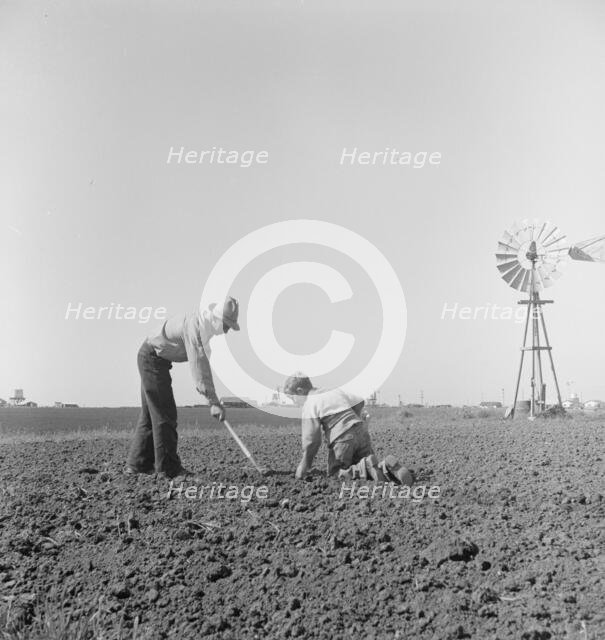 Father and son planting potatoes, outskirts of Salinas, California, 1939. Creator: Dorothea Lange.