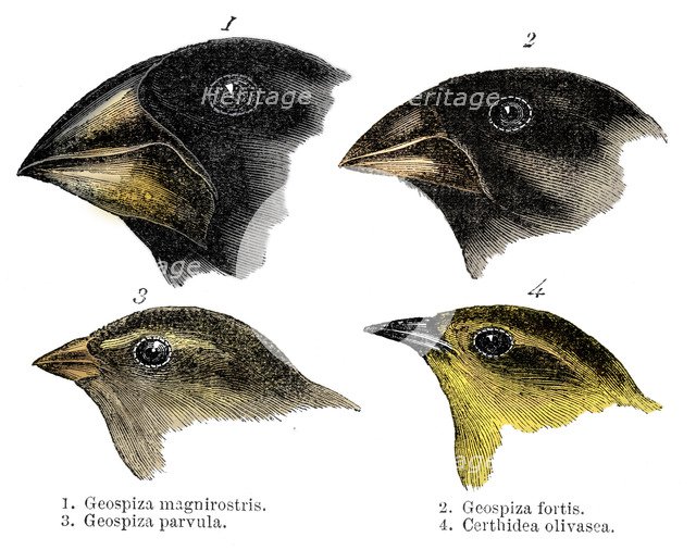  Four or the species of finch observed by Darwin on the Galapagos Islands. Artist: Unknown.
