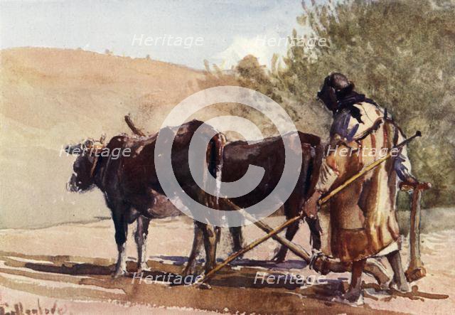 'Ploughing on the Mount of Olives', 1902. Creator: John Fulleylove.