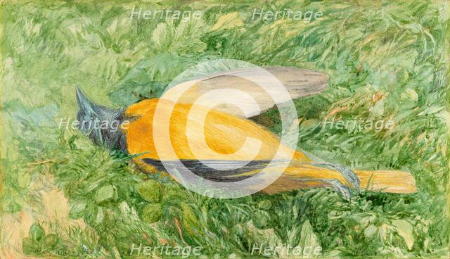 Golden Robin (Northern Oriole), 1866. Creator: John Henry Hill.
